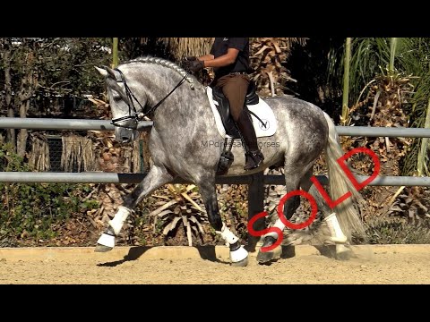 **SOLD** Andalusian PRE Stallion 2015 - 1,68 m | #MP380