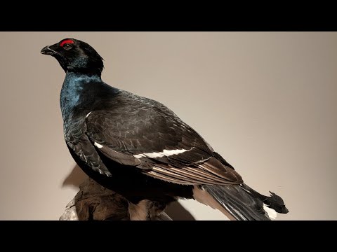 Orrfugl fulltreffer,  Black Grouse hunting