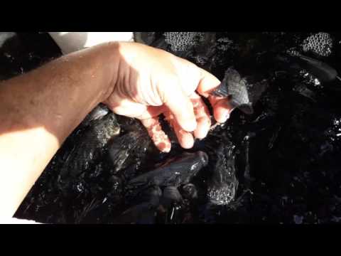 Plantando morangos na aquaponia 15 07 2017