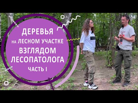 Лесной участок. Обследование состояния деревьев. Часть 1