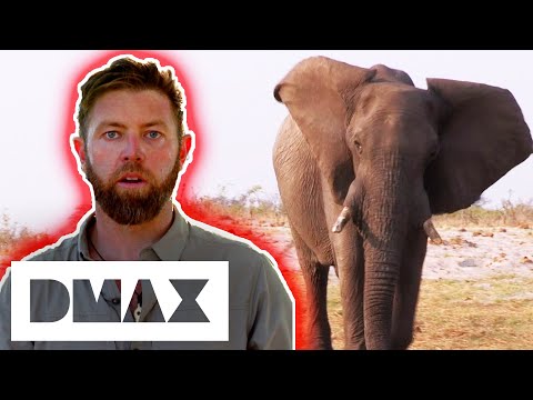 Ginormous Bull Elephant Attacks Village In Mozambique! | Mysterious Creatures With Forrest Galante