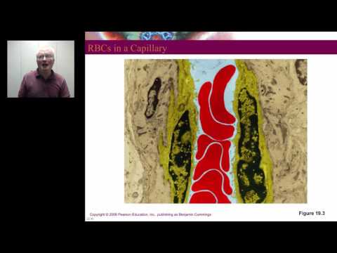 Anatomy Lecture 23 The Blood Vessels