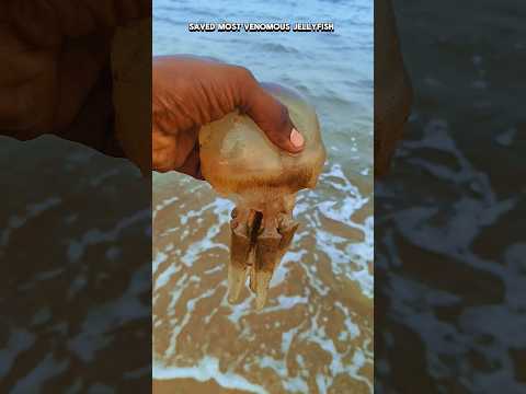 jelly fish returned to their sea|| #jellyfish #sea #shorts