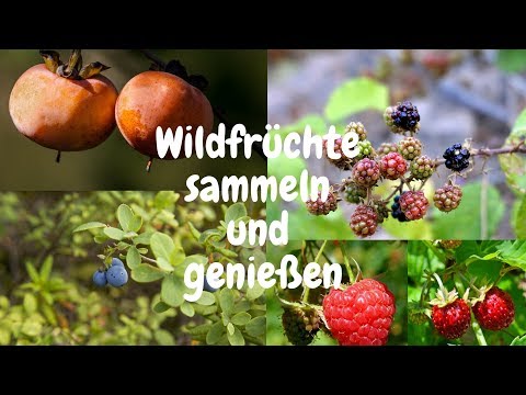 Wildfrüchte sammeln und genießen