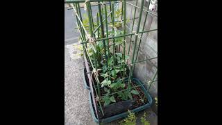 自宅ではじめてのササゲ栽培(sitaw)