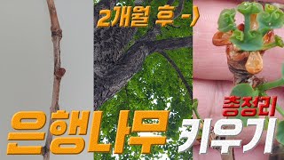 은행나무 키우기 