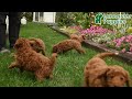 Miniature Poodle dogs for sale: Dixie - Video 1