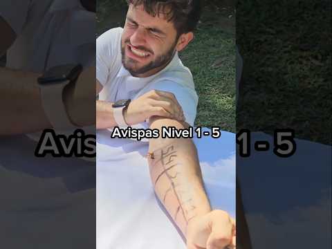 Wasp Level 1 - 5 ! 🐝