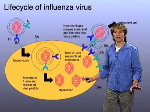 Influenza infection model - Carolyn Bertozzi (Berkeley/HHMI)