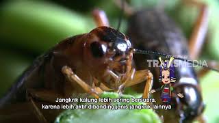 Download lagu DUNIA BINATANG | SI PENYANYI MUNGIL (28/12/17) 1-3 mp3