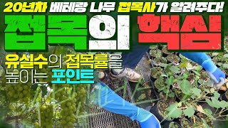20년차 나무 접목사가 알려주는 나무 접목의 핵심!! 유실수 접목률을 높이는 방법 이것만 기억하세요ㅣ[대림묘…
