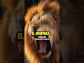 Top 10 Most Powerful Lions Ever Born
