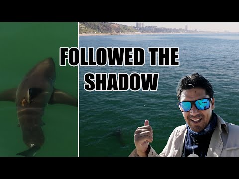 How I Found a Great White Shark off Los Angeles