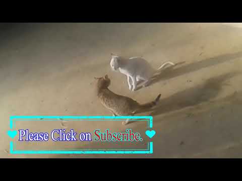 Very #Funny #Cats #Fight 2019, Most Watch.