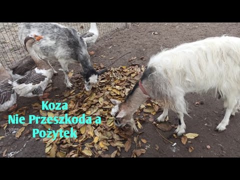 , title : 'Koza -Nie Przeszkoda a Pożytek'