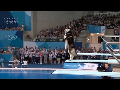 Dog Olympics | Springboard Event