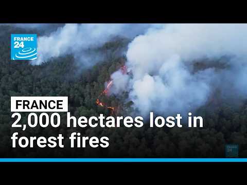 France: 2,000 hectares lost in forest fires