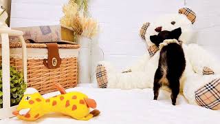 チワワ(ロング)の動画01