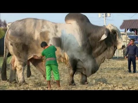 , title : '10 VACAS MAIS ÚNICAS DO MUNDO'