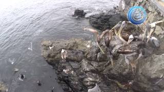 preview picture of video 'Pelicanos y Lobos marinos, alimentándose de pescados en la caleta de Chañaral.'