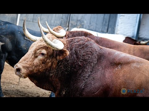 SORTEO | Corrida 7 octubre, El Pilar