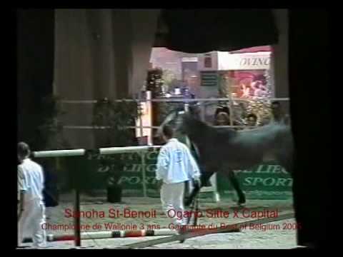 Ogano Sitte produits saut en liberté - www.horseofbelgium.com