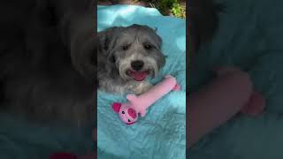 Video preview image #1 Petit Basset Griffon Vendeen Puppy For Sale in Weston, FL, USA
