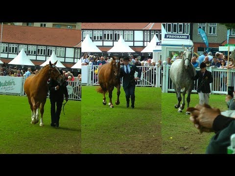 Dublin Horse Show RDS 3 & 4 Year Old RID Mare Class 2017