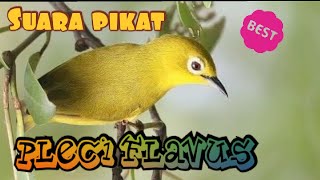 Download lagu Suara pikat pleci tambak || Pleci flavus || Pleci pesisir mp3 Download lagu Suara pikat pleci tambak || Pleci flavus || Pleci pesisir mp3