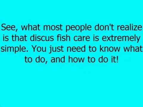 Secrets to keeping Discus Fish Healthy, breeding instructions,