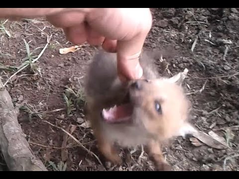 Bebé furioso de zorro gris (Lycalopex gymnocercus). Pampas fox fierce baby