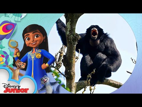 Siamiang | Disney Animals: Look Closer with Mira! | @Disney Junior