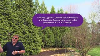 Planting & Care Tips for Thuja Trees