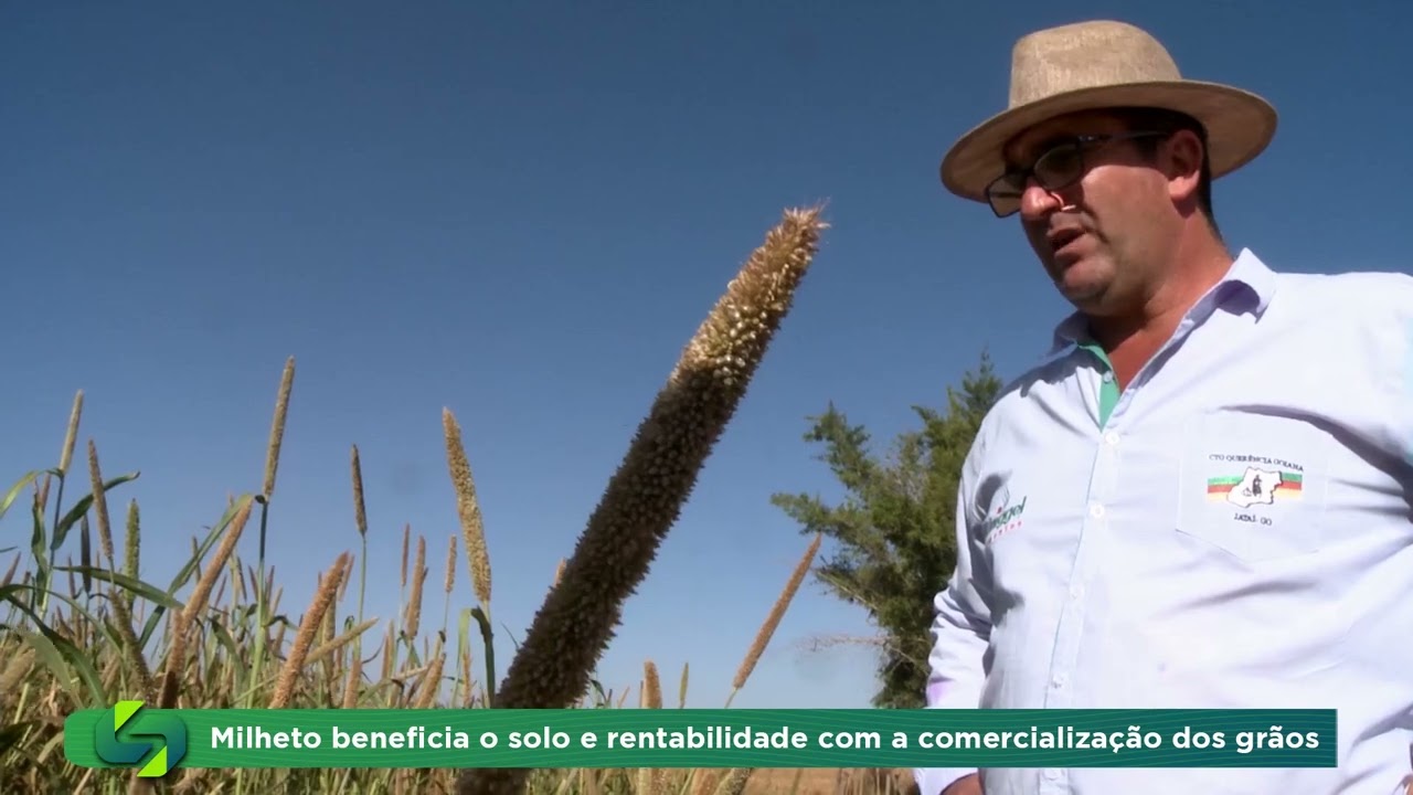 Benefícios do milheto