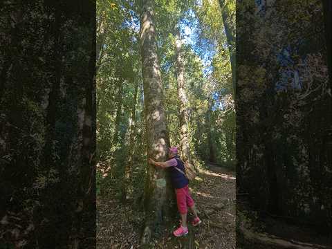 Salto del Pudú #saltodelpudu #parquenacionalpuyehue #regiondeloslagos #puyehue