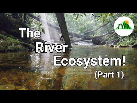 Ecosystems Episode 4: The River Ecosystem! (1/2)