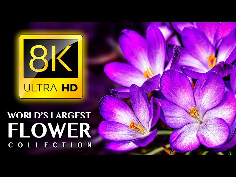 Самая большая коллекция FLOWERS в мире 8K ULTRA HD — с успокаивающей музыкой