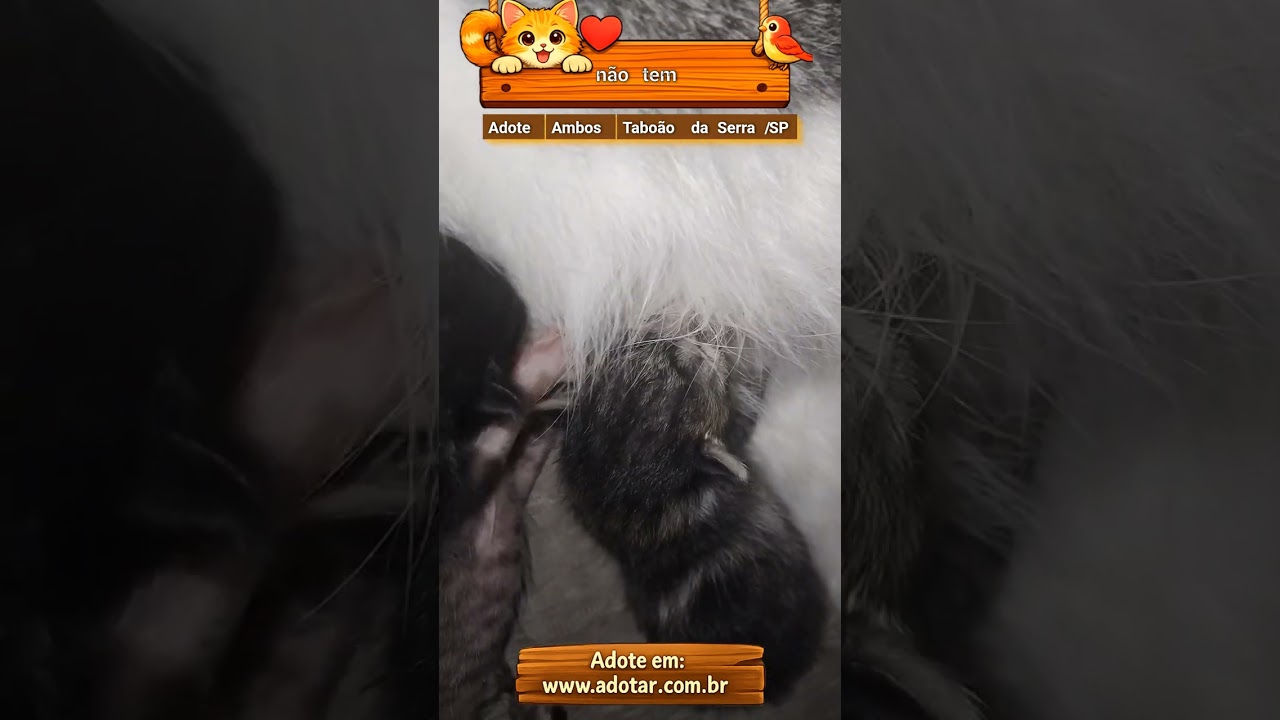 Gato raça SRD-ViraLata idade Abaixo de 2 meses nome não tem