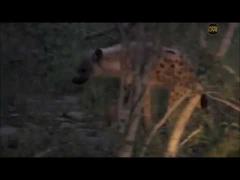 Safari Live : Lone Hyena on drive this evening with Byron Feb 23, 2018