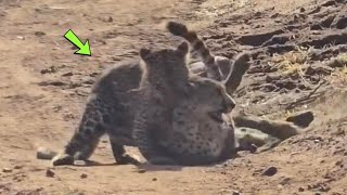 INCRÍVEL, LEOPARDO FÊMEA PREDA GUEPARDO!!!