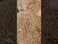 Wheat: Unveiling the Fascinating History of One of the Oldest Cultivated Crops