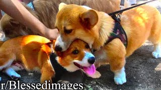 r/Blessedimages | DOG EAT DOG