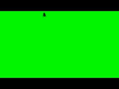 Fly Animation Green Screen - Free Royalty Footage.mov