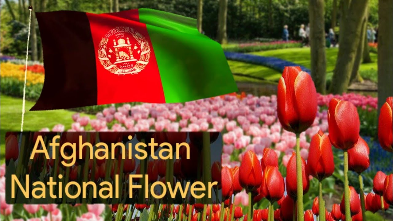 Why is tulip a national flower in Afghanistan? Tipseri