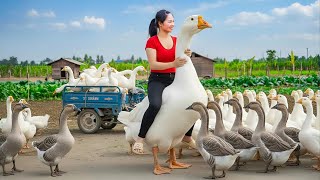 Harvesting Giant Ostrich Goose, Geese Weighing 500kg+ & Go To Market S