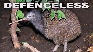 How The Flightless Kiwi Survives Against Predators After Abandoned At Birth | WILD 24 | Real Wid