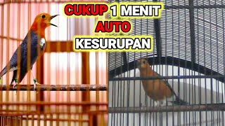 Download lagu Cukup 1 menit buat PANCINGAN anis merah agar cepat GACOR || KRETEKAN betina dan ANIS MERAH TELER mp3 Download lagu Cukup 1 menit buat PANCINGAN anis merah agar cepat GACOR || KRETEKAN betina dan ANIS MERAH TELER mp3