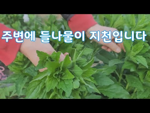 , title : '주말농장 초보자에게 소개하는 5월의 들나물 5가지'