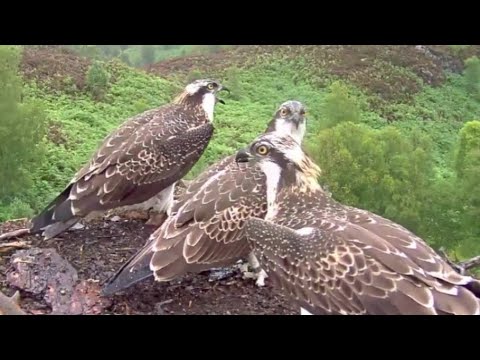 The increasingly rare sight of all three Loch Arkaig Osprey chicks together on the nest 11 Aug 2020