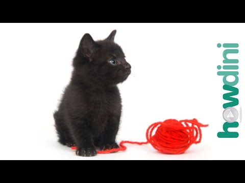 How to train a kitten to play gently - Cat training tips - YouTube